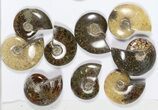 Lot: KG Madagascar Polished Ammonites (-) - Pieces #79353-2